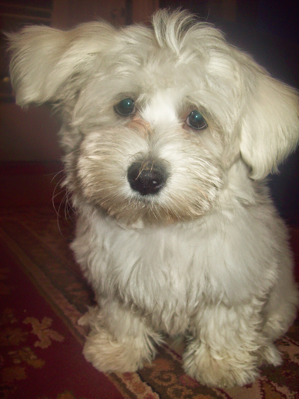 Coton de Tulear