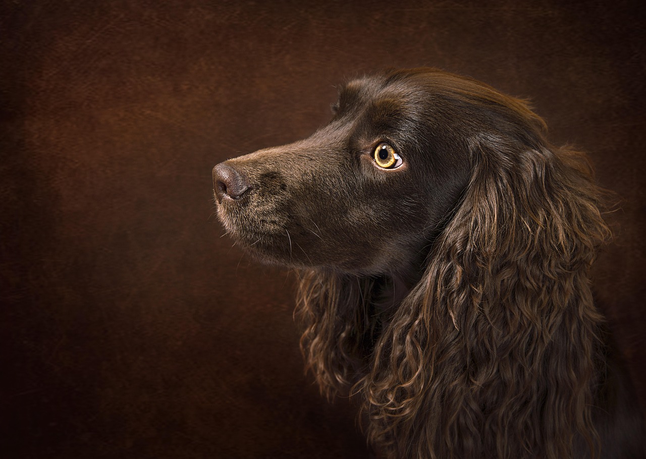 English Toy Spaniel