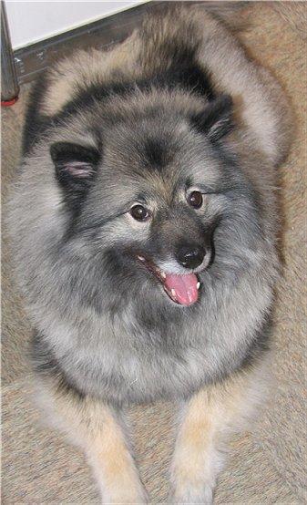 Keeshond