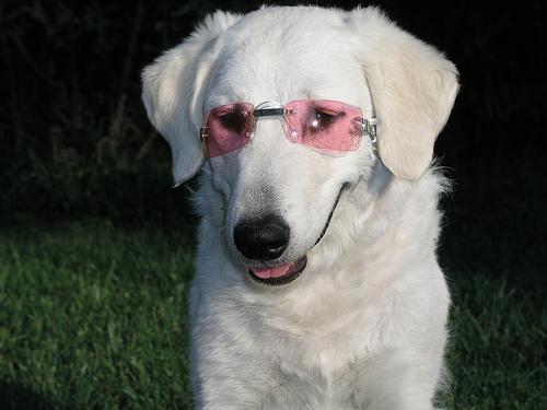 Kuvasz