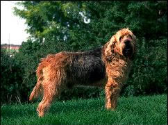 Otterhound