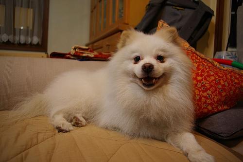 Pomeranian