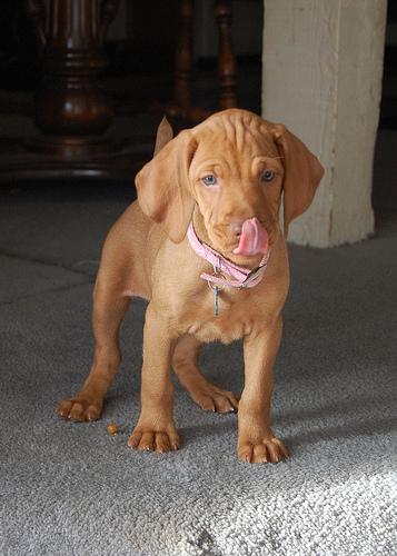 Vizsla