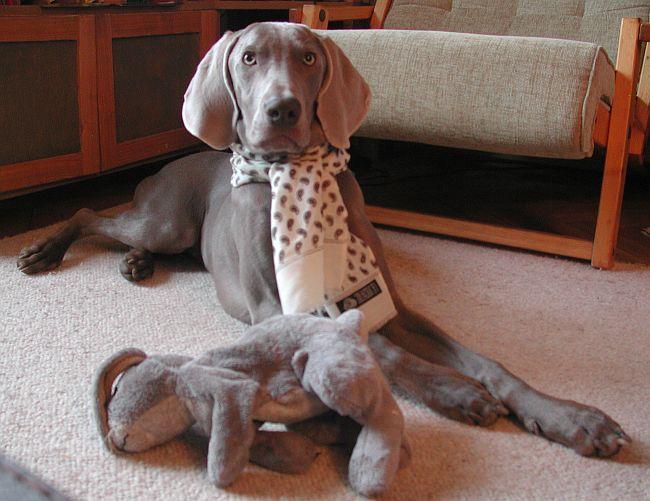 Weimaraner