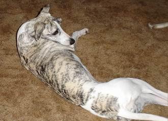 Whippet